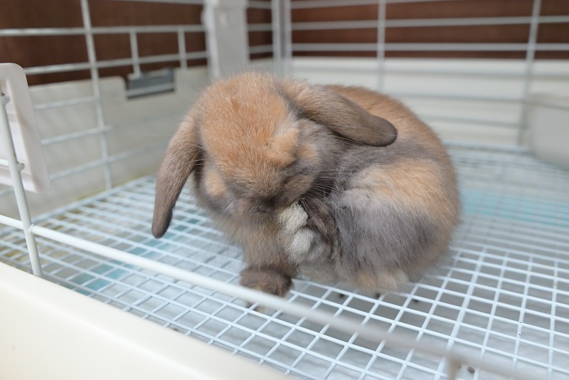 ホーランドロップ No.1358