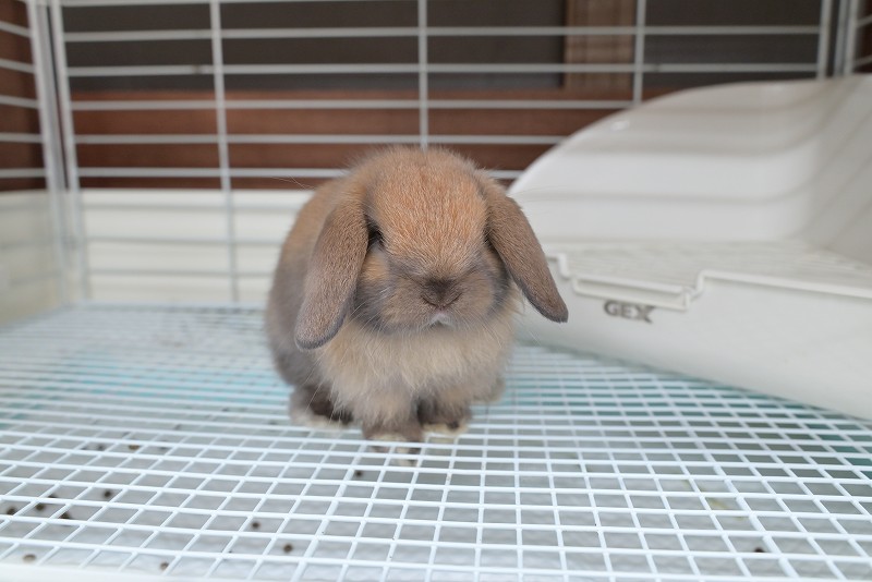 ホーランドロップ No.1358