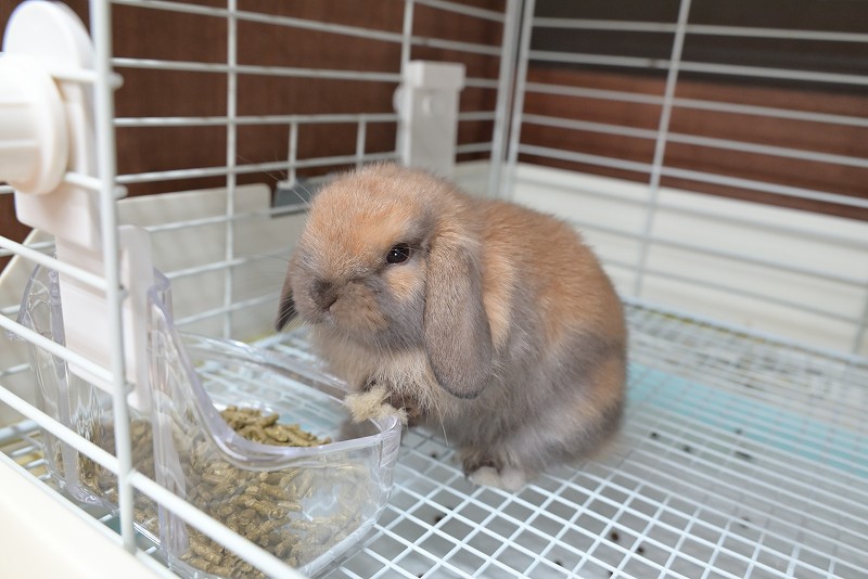 ホーランドロップ No.1358