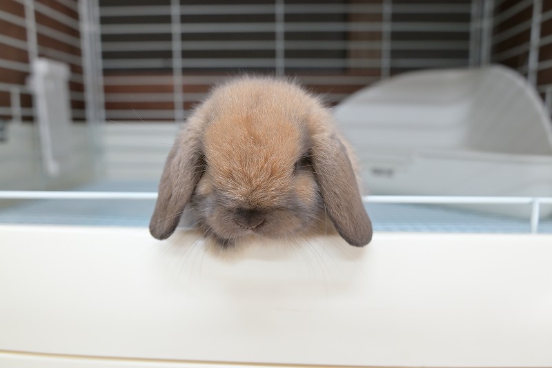 ホーランドロップ No.1358