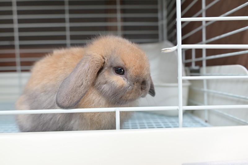 ホーランドロップ No.1358 | うさぎ専門店ラッキーハート- うさぎ専門