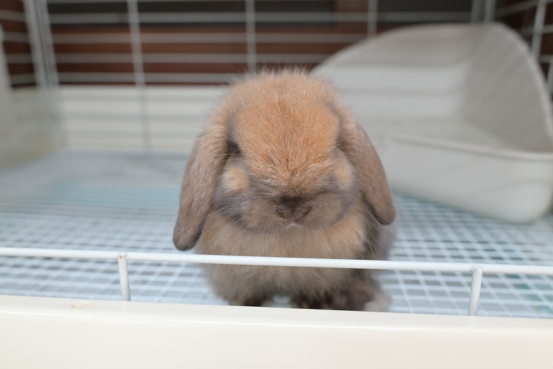 ホーランドロップ No.1358