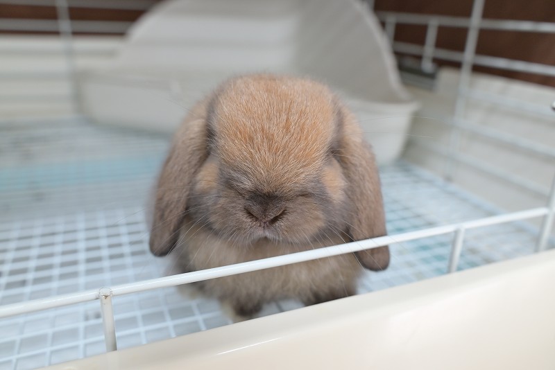 ホーランドロップ No.1358