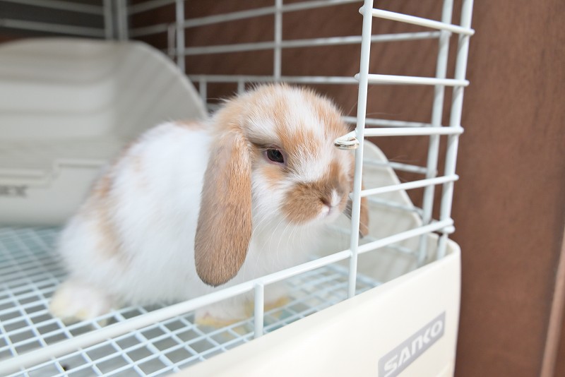 ホーランドロップ No.1362