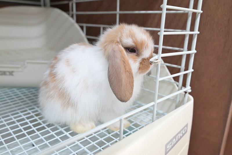 ホーランドロップ No.1362