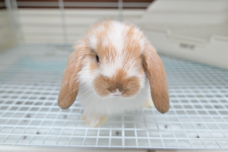 ホーランドロップ No.1362