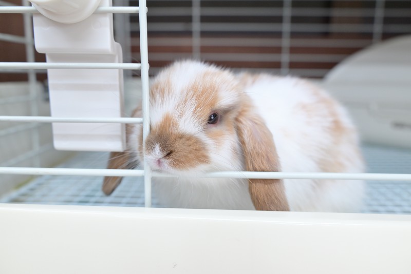 ホーランドロップ No.1362