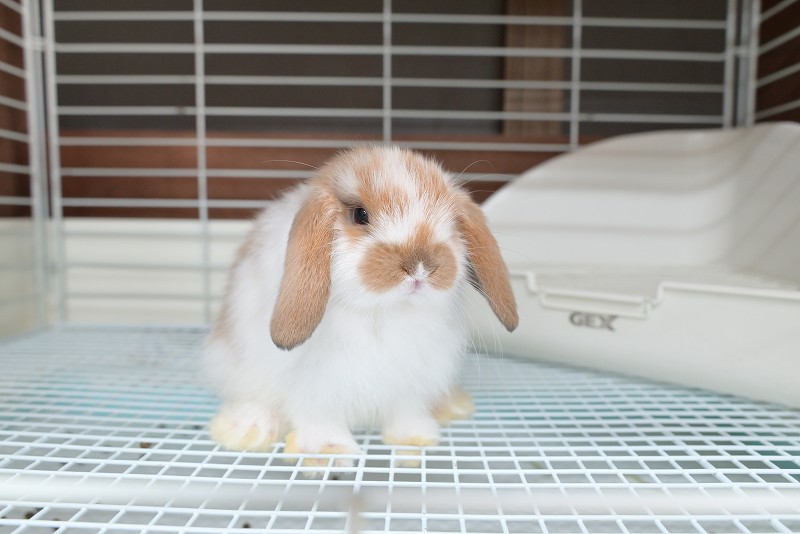 ホーランドロップ No.1362