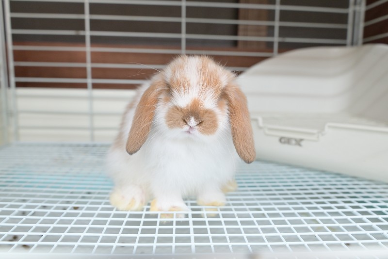 ホーランドロップ No.1362