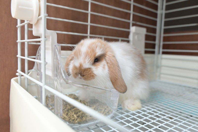 うさぎ ネザーランドドワーフ No.1326 | うさぎ専門店ラッキーハート