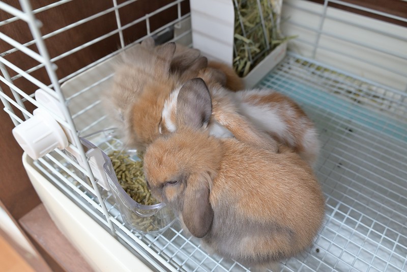 ホーランドロップ No.1362