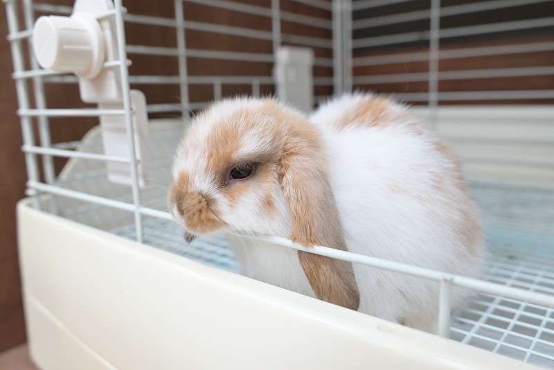 ホーランドロップ No.1362