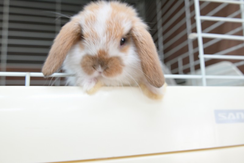 ホーランドロップ No.1362