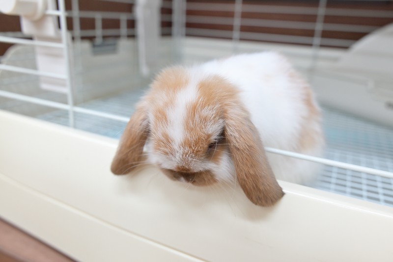 ホーランドロップ No.1362