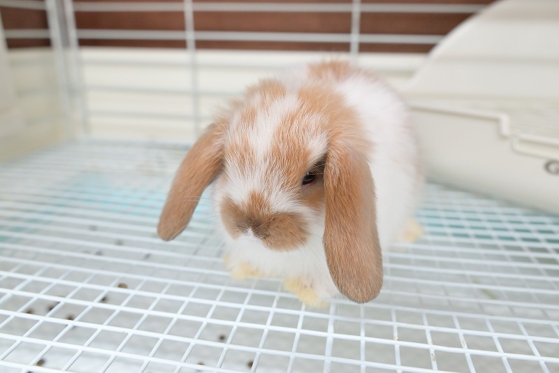 ホーランドロップ No.1362