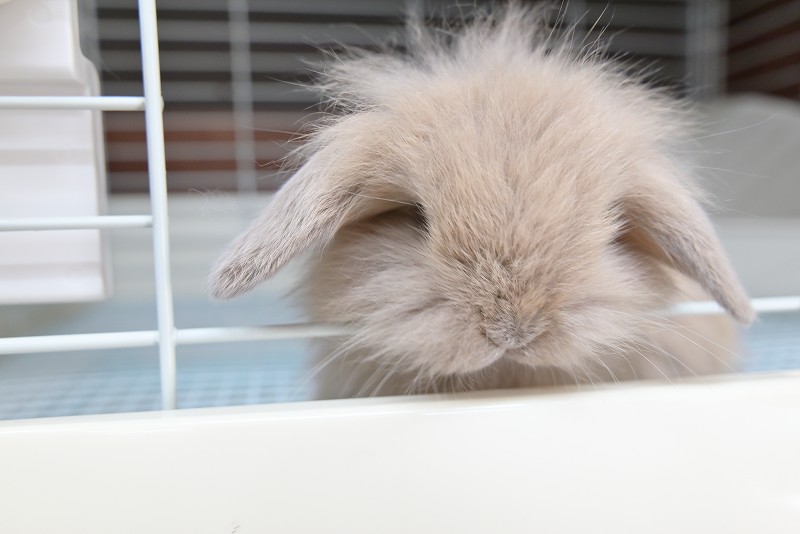 ミックス No.1360