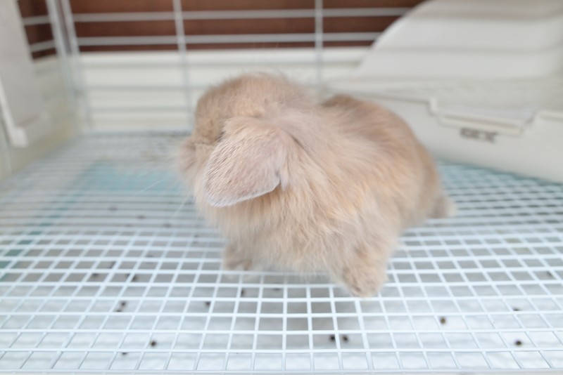 ミックス No.1360