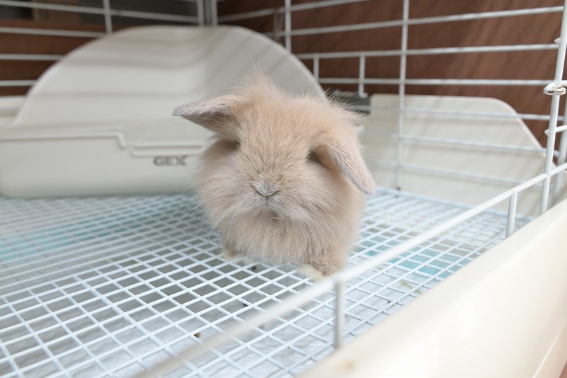 ミックス No.1360 | うさぎ専門店ラッキーハート- うさぎ専門店