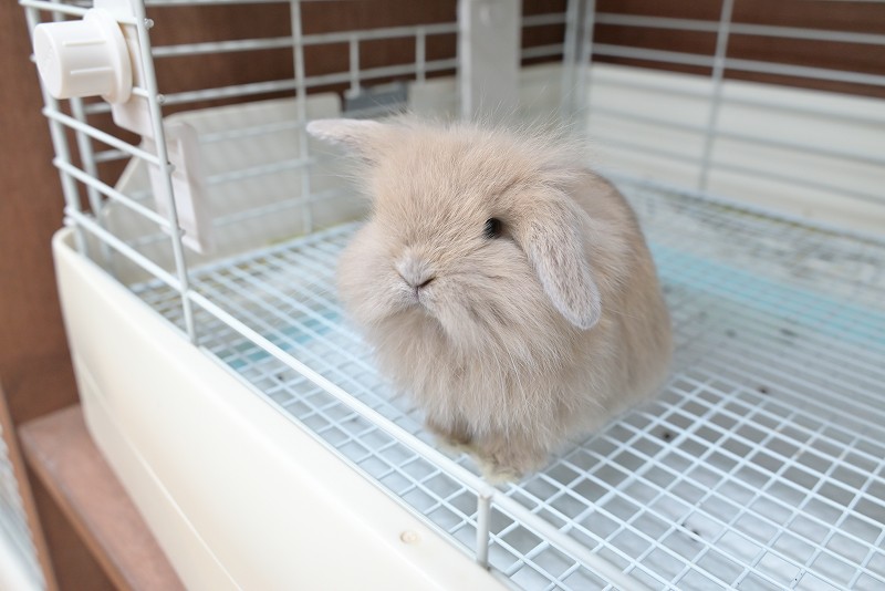 うさき うさぎのmimi *京都のうさぎ専門店* - の仔うさぎ情報