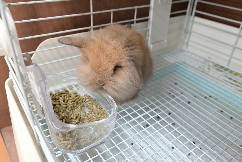 うさうさぎ Amazon.co.jp: [ZXCVWWE] ジップアップ パーカー レディース うさぎ