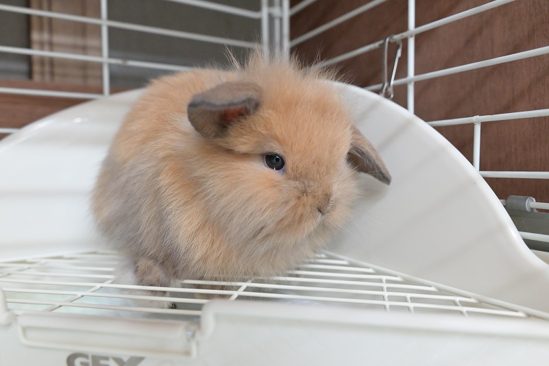 ミックス No.1363 | うさぎ専門店ラッキーハート- うさぎ専門店