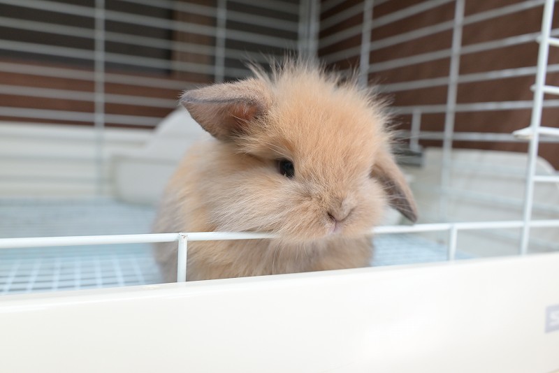 うさぎ　オーダーページ ikoapetfood_4977007036447-net