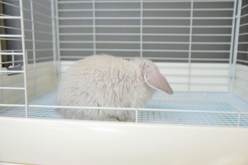 ウサギドロップ ホーランドロップ No.1268 | うさぎ専門店ラッキーハート- うさぎ専門