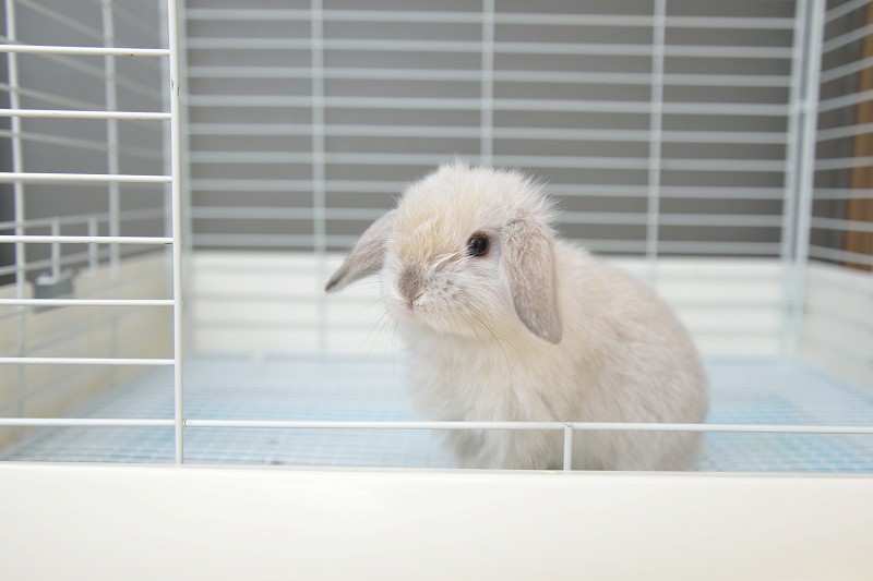 ホーランドロップ No.1268 | うさぎ専門店ラッキーハート- うさぎ専門