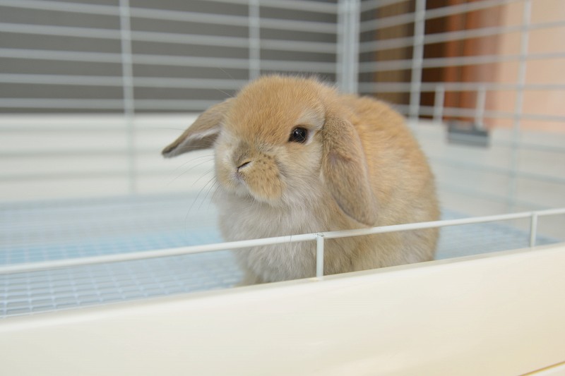 ホーランドロップ No.1270