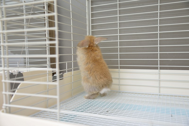 ホーランドロップ No.1270