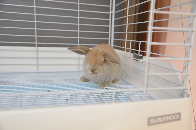 ホーランドロップ No.1270