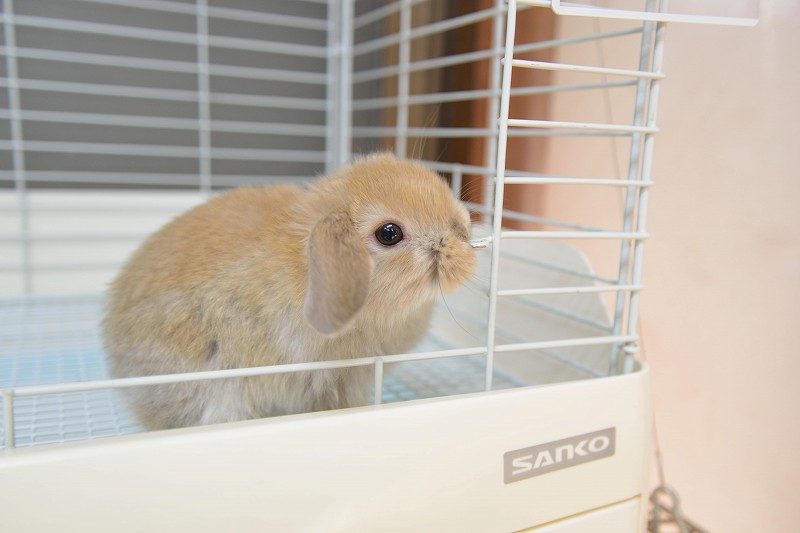 ポッピ冠ラッキープロモ3枚 ポッピ・冠・ラッキー プロモ - メルカリ