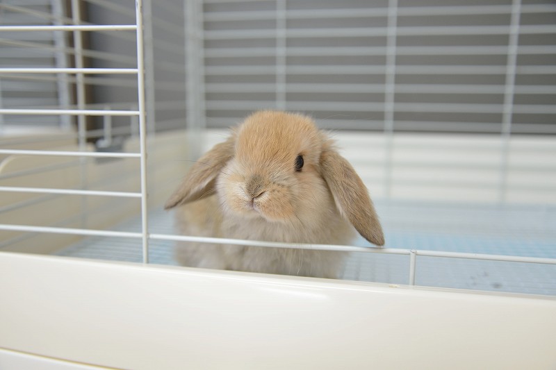 ホーランドロップ No.1270 | うさぎ専門店ラッキーハート