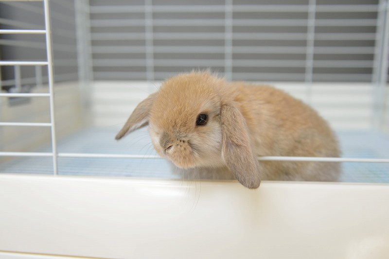 ホーランドロップ No.1270