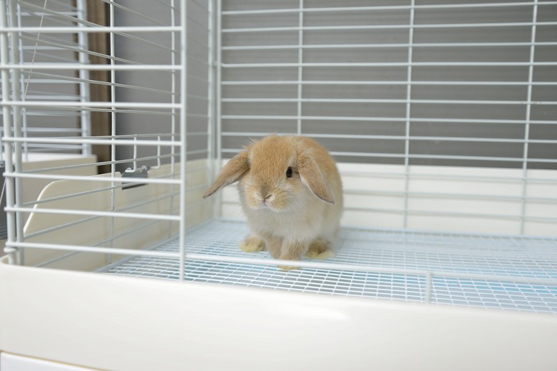 ホーランドロップ No.1271