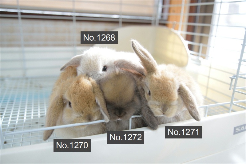 ホーランドロップ No.1271