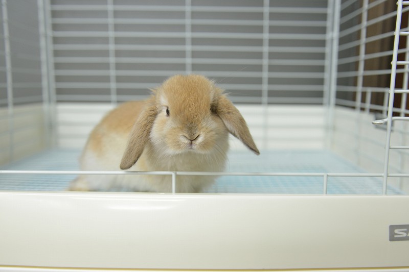 ホーランドロップ No.1271