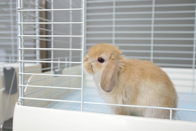 ホーランドロップ No.1271