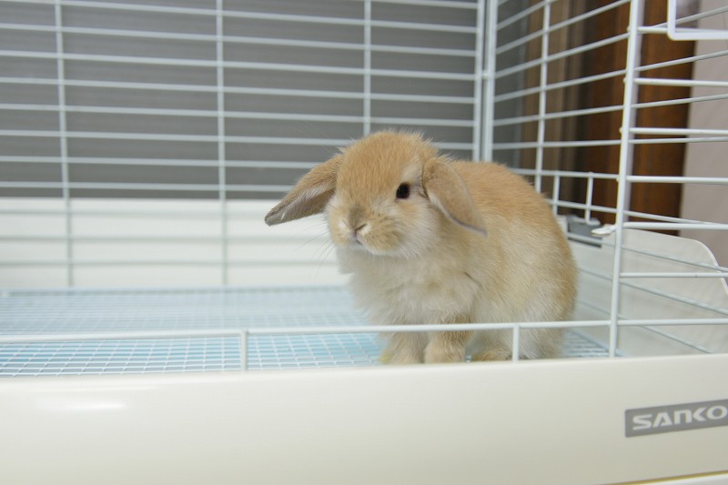 ホーランドロップ No.1271