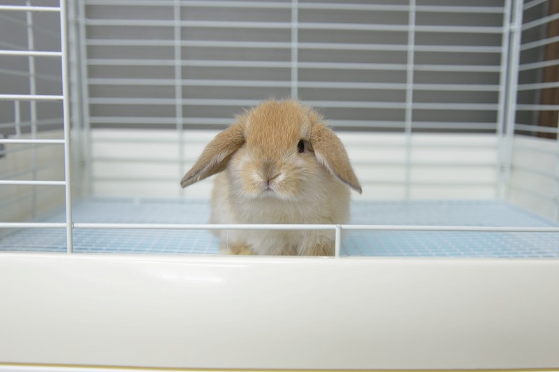 ホーランドロップ No.1271