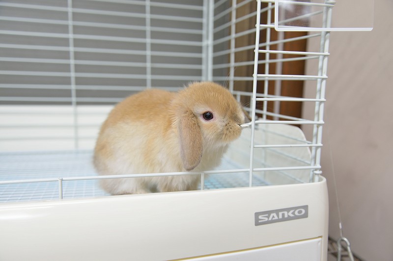 ホーランドロップ No.1271