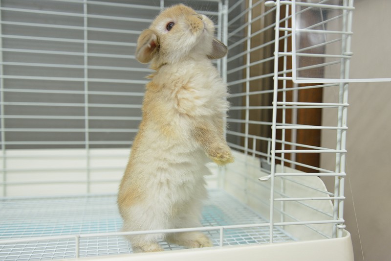 ホーランドロップ No.1271