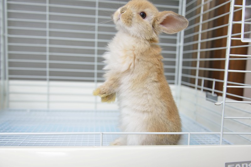 ホーランドロップ No.1271