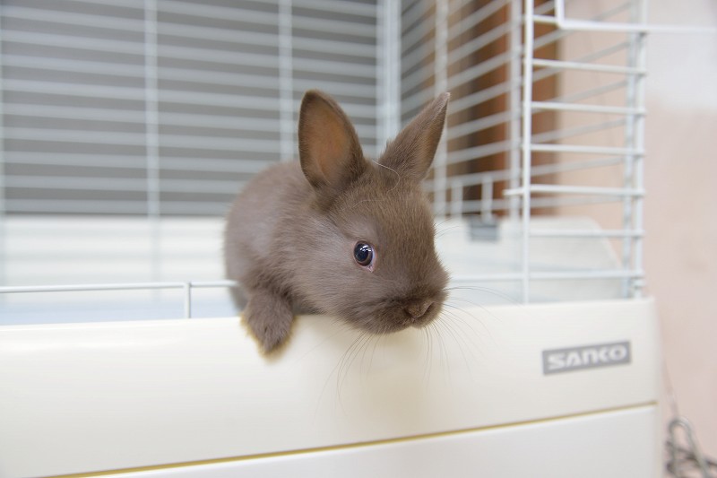 ネザーランドドワーフ No.1273