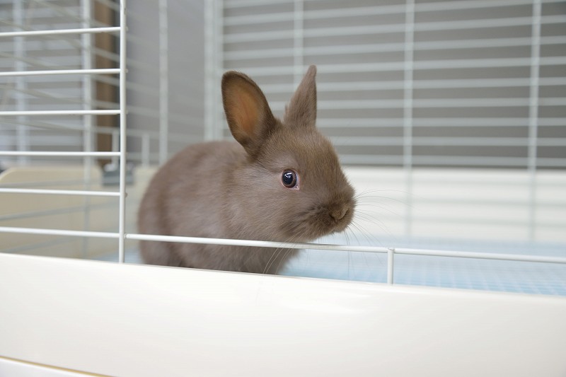 ネザーランドドワーフ No.1273