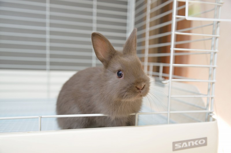 ネザーランドドワーフ No.1273