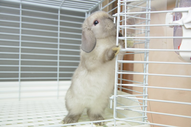 ウサギドロップ ホーランドロップ No.1251 | うさぎ専門店ラッキーハート