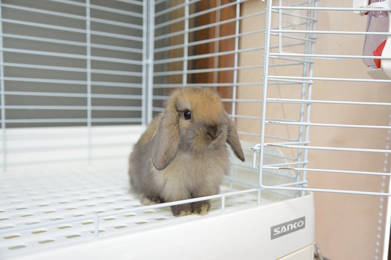 うさぎ うさぎと暮らす」編集部🐰 on X: 
