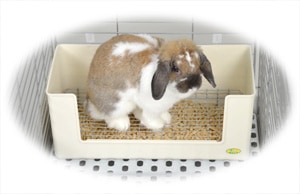 SANKO ラビットフィットパン・L No.545