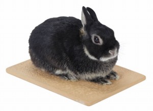 涼感テラコッタ(M)